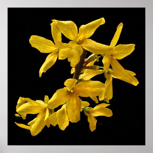 Forsythia Print (Voorkant)