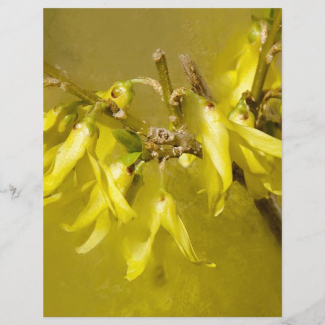 Forsythia - Springtime Sunshine (Voorkant)