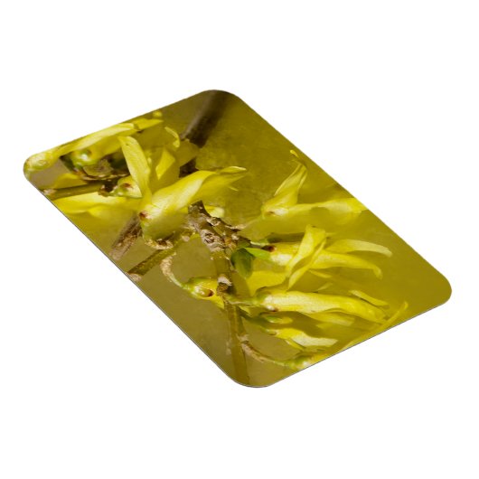 Forsythia - Springtime Sunshine Magneet (Rechterzijde)