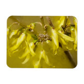 Forsythia - Springtime Sunshine Magneet (Horizontaal)