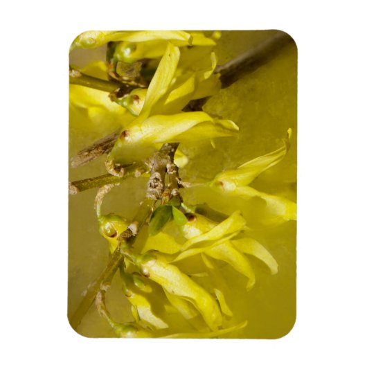 Forsythia - Springtime Sunshine Magneet (Verticaal)