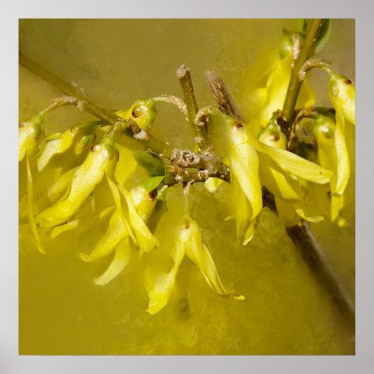 Forsythia - Springtime Sunshine Poster (Voorkant)