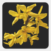 Forsythia-Stickers Vierkante Sticker (Voorkant)
