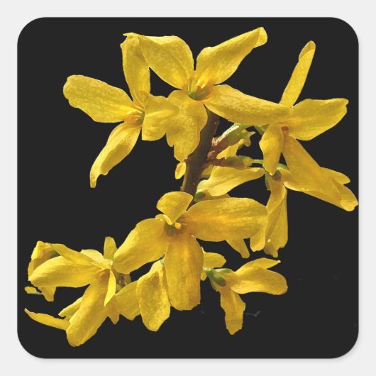 Forsythia-Stickers Vierkante Sticker (Voorkant)