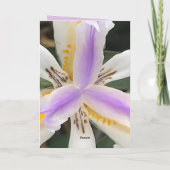 Fortnight Lily African Iris Kaart (Achterkant)
