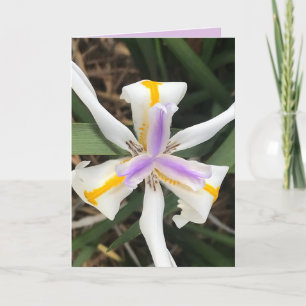 Fortnight Lily African Iris Kaart