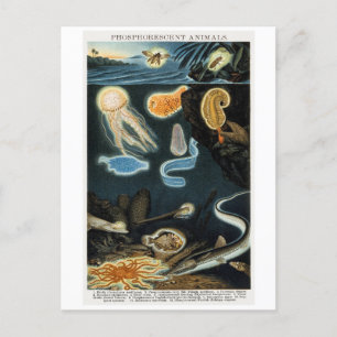 Fosforescerende dieren Briefkaart