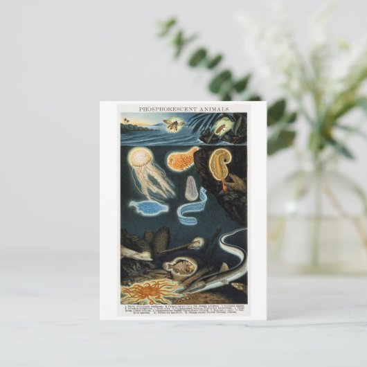 Fosforescerende dieren  Briefkaart (Staand voorkant)