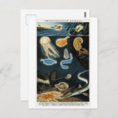 Fosforescerende dieren Briefkaart (Voorkant / Achterkant)