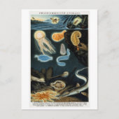 Fosforescerende dieren Briefkaart (Voorkant)