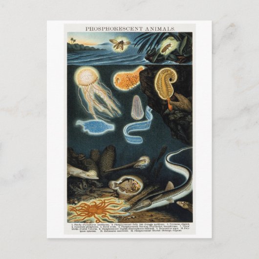 Fosforescerende dieren Briefkaart (Voorkant)