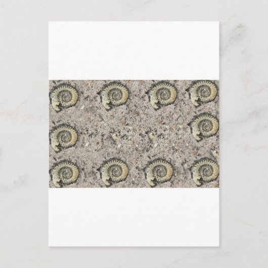 fossiele achtergrond briefkaart (Voorkant)
