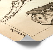 Fossiele Botten Skeleton Dierlijke Anatomie Afdruk Poster (Hoek)