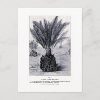 Fossiele fietsen in briefkaart voor bloemenkunst
