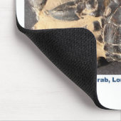 Fossiele krab uit de Eocene London Clay Muismat (Hoek)