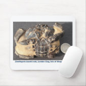 Fossiele krab uit de Eocene London Clay Muismat (Met muis)