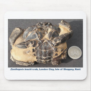 Fossiele krab uit de Eocene London Clay Muismat