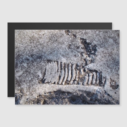 Fossiele Nautiloid Cephalopod Oude Zee Mollusk (Voorkant / Achterkant)