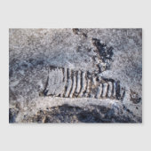 Fossiele Nautiloid Cephalopod Oude Zee Mollusk (Voorkant)
