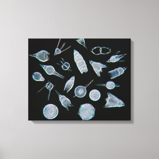 Fossiele radiolarskeletten canvas afdruk (Voorkant)