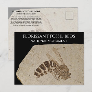 Fossiele wespen Florissant Fossil Beds National Mo Briefkaart