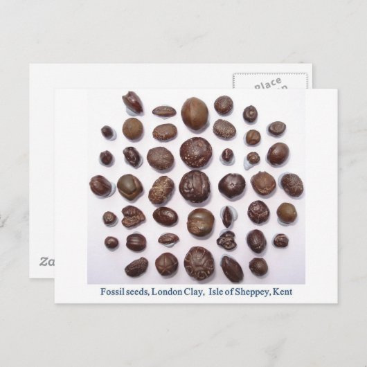 Fossiele zaden briefkaart (Voorkant / Achterkant)