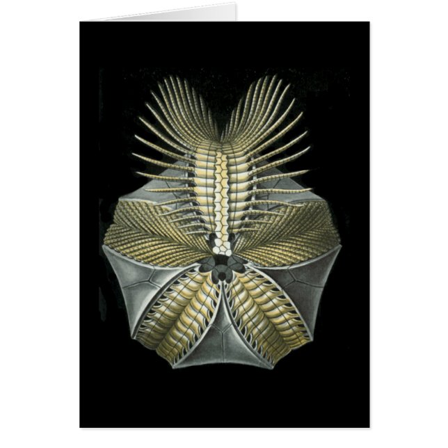 Fossiele Zee Urchin (Voorkant)