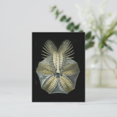 Fossiele Zee Urchin Briefkaart (Staand voorkant)