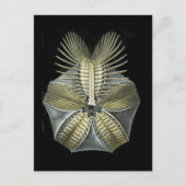 Fossiele Zee Urchin Briefkaart (Voorkant)