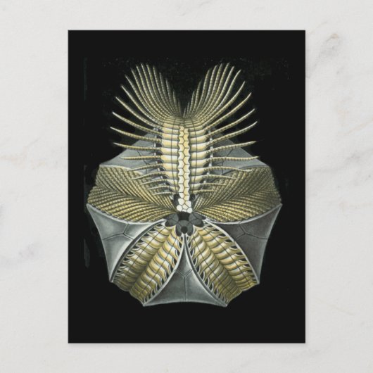 Fossiele Zee Urchin Briefkaart (Voorkant)