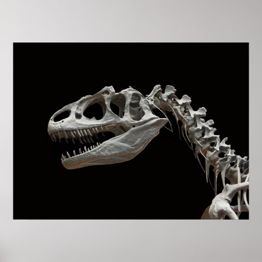 Fossil allosaurus hoofd en hals poster (Voorkant)