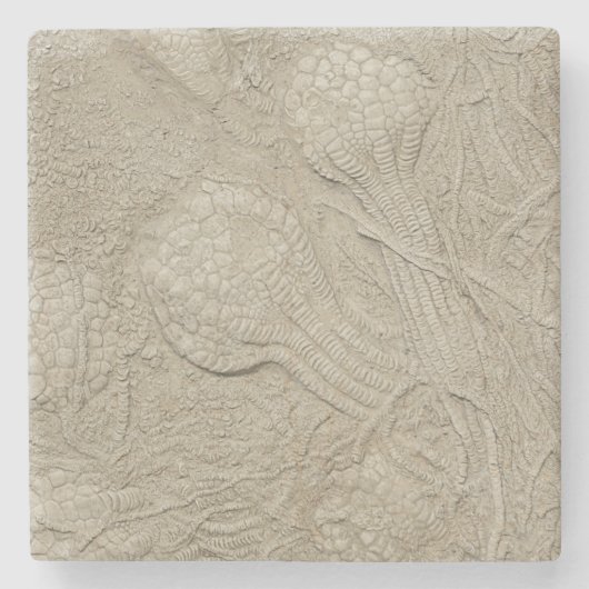 Fossil Collectie Stenen Onderzetter (Voorkant)