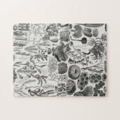 Fossil Coral Geology Minerals Polypi Legpuzzel (Horizontaal)