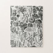 Fossil Coral Geology Minerals Polypi Legpuzzel (Verticaal)