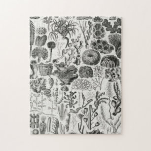 Fossil Coral Geology Minerals Polypi Legpuzzel