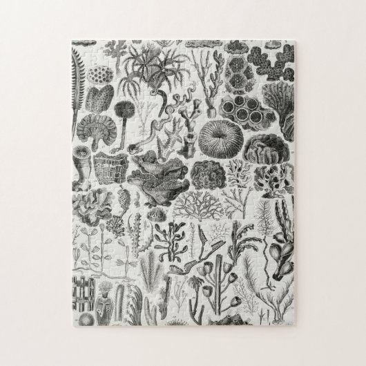 Fossil Coral Geology Minerals Polypi Legpuzzel (Verticaal)