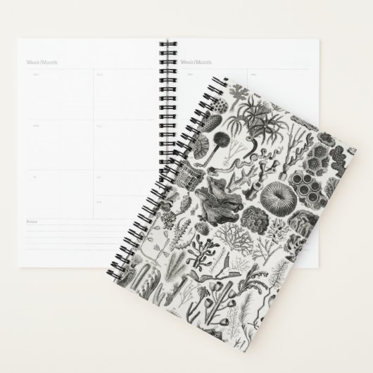 Fossil Coral Geology Minerals Polypi Planner (Display)