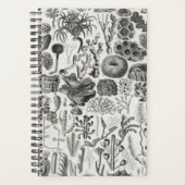 Fossil Coral Geology Minerals Polypi Planner (Voorkant)