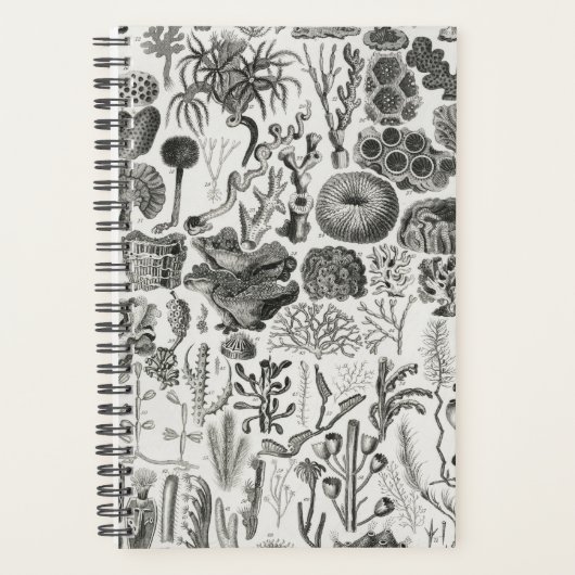 Fossil Coral Geology Minerals Polypi Planner (Voorkant)