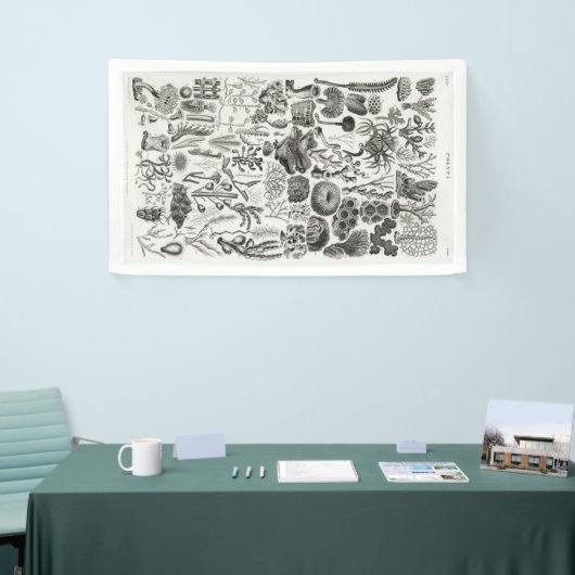 Fossil Coral Geology Minerals Polypi Spandoek (Beurs)