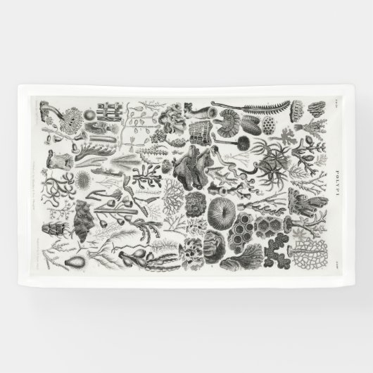 Fossil Coral Geology Minerals Polypi Spandoek (Horizontaal)