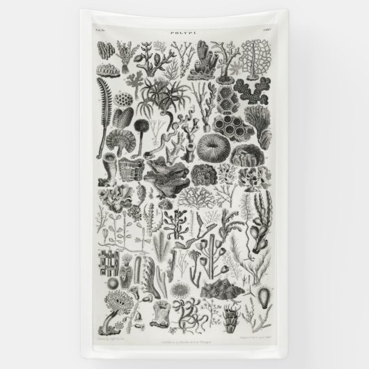 Fossil Coral Geology Minerals Polypi Spandoek (Verticaal)