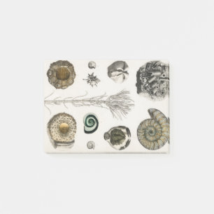 Fossil, Dinosaur, Fossils, Paleontologie, Geologie Post-it® Notes
