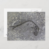 Fossil Fish van de Oligocene in Noord-Duitsland Briefkaart (Voorkant / Achterkant)