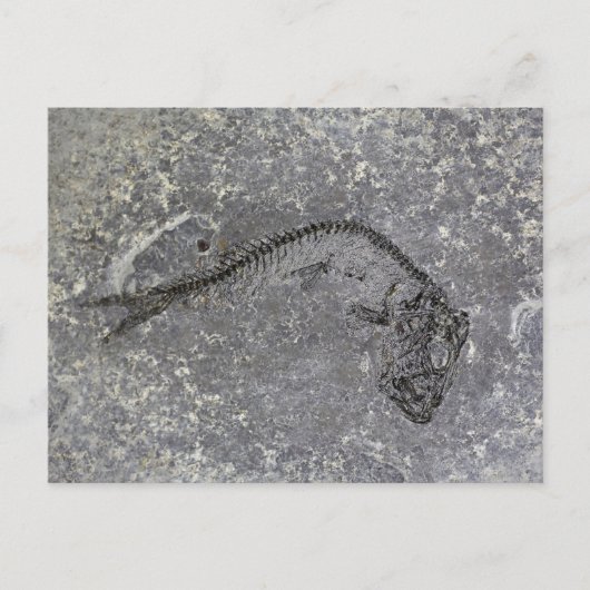 Fossil Fish van de Oligocene in Noord-Duitsland Briefkaart (Voorkant)