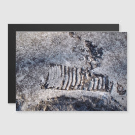 Fossil Nautiloid Cephalopod Ancient Zee Mollusk