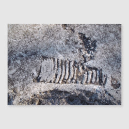 Fossil Nautiloid Cephalopod Ancient Zee Mollusk