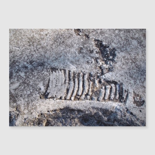 Fossil Nautiloid Cephalopod Ancient Zee Mollusk (Voorkant)