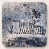 Fossil Nautiloid Cephalopod Ancient Zee Mollusk Bier Onderzetter (Voorkant)