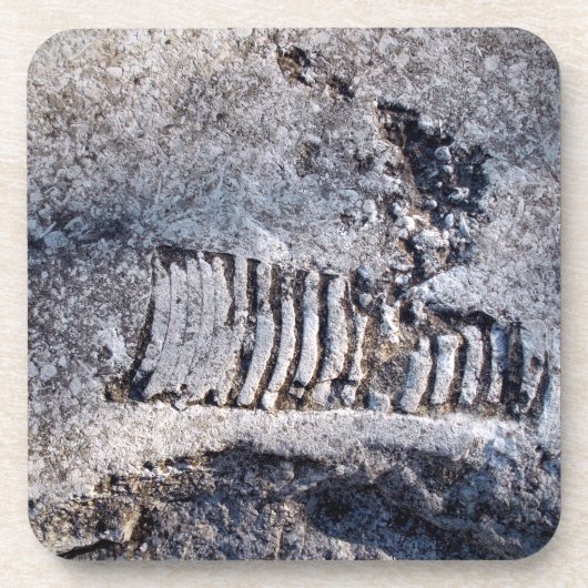 Fossil Nautiloid Cephalopod Ancient Zee Mollusk Bier Onderzetter (Voorkant)